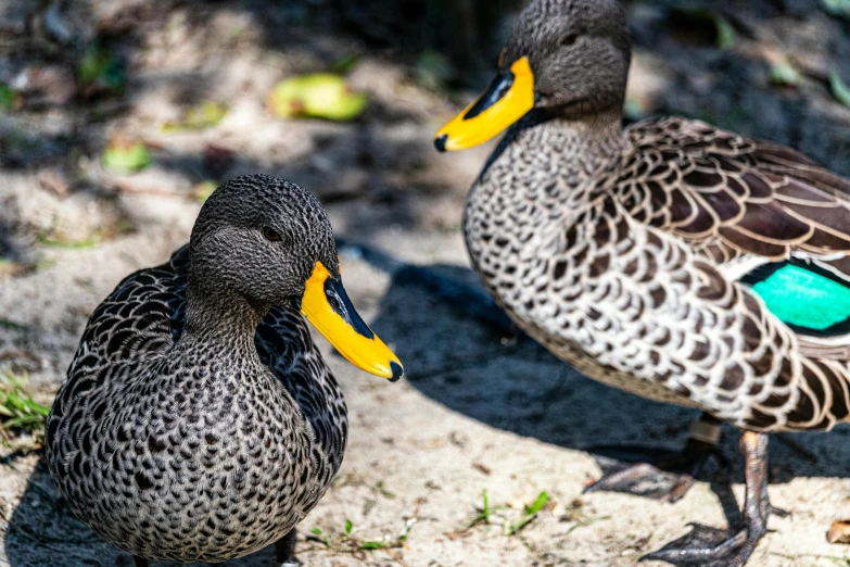 two ducks with yellow and green eyes are standing next to each other