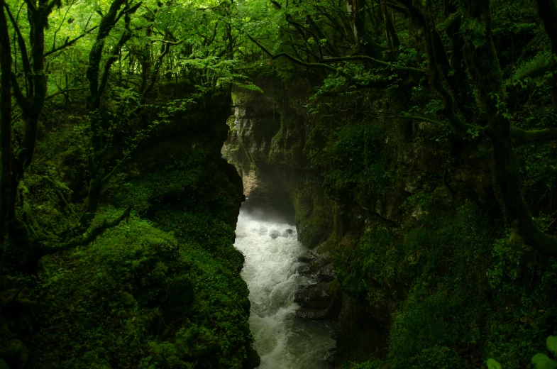 a stream running through some green forest