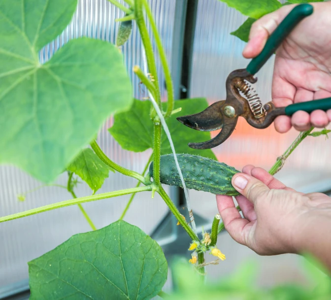 someone using a pair of scissors to trim the stems of a plant