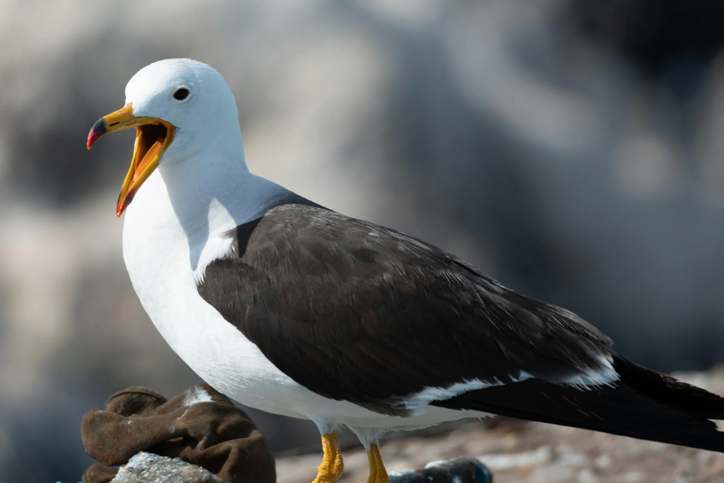 an image of a bird perched on rocks