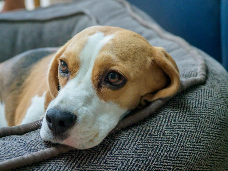 a beagle dog is laying on a couch