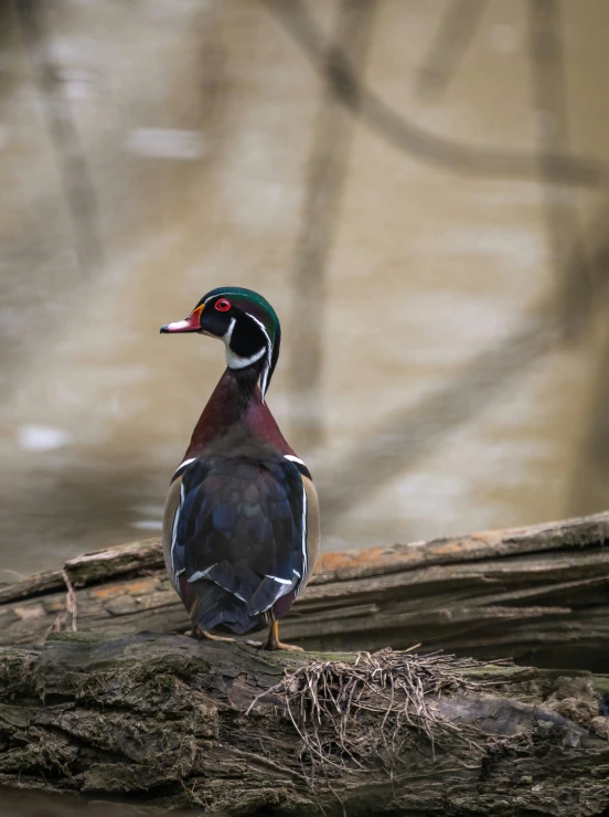 a duck sits on top of a log by a body of water
