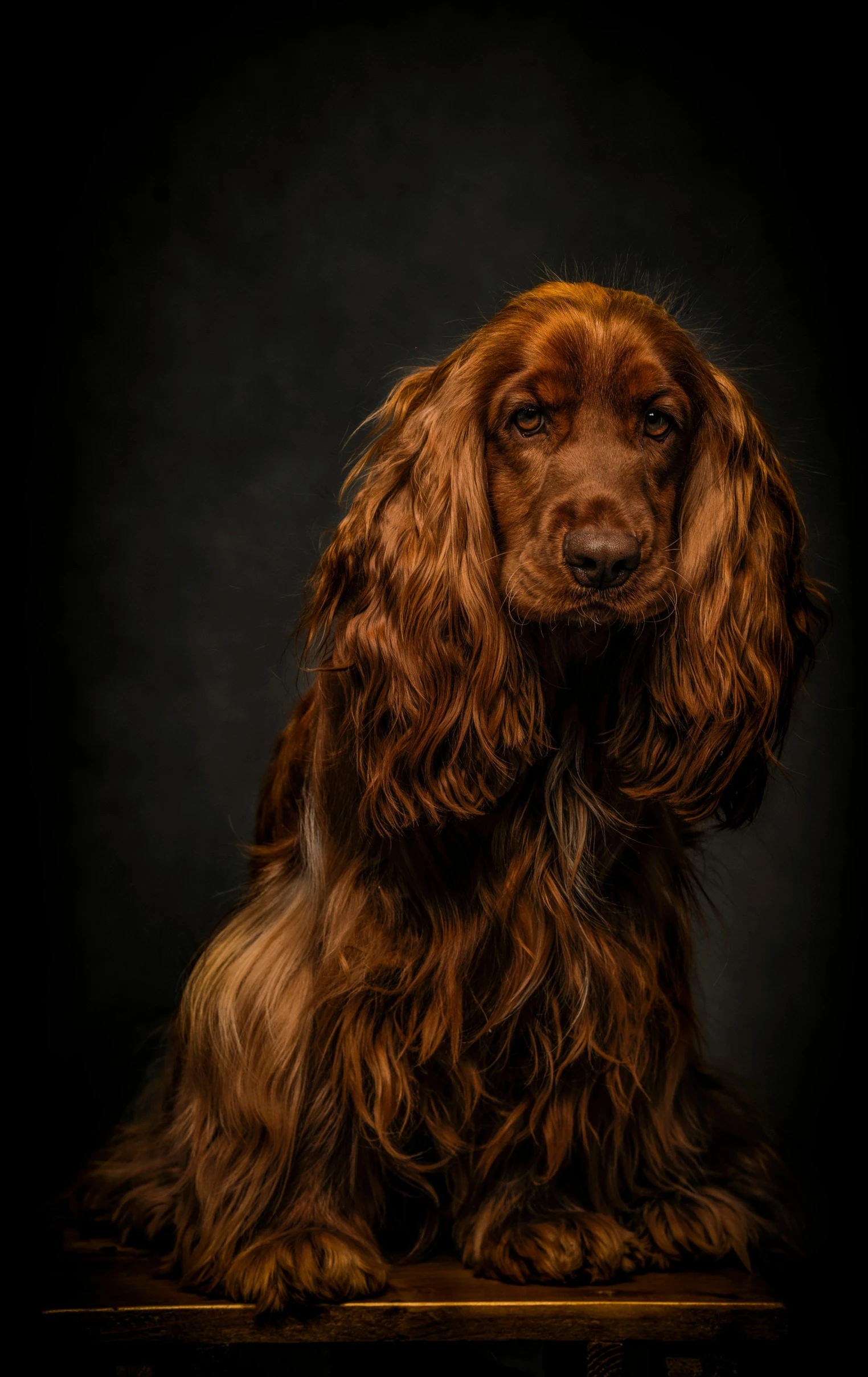 a red dog is sitting on a table