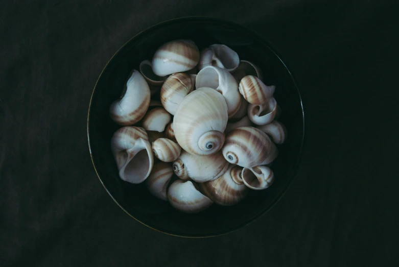 sea shells in a black bowl on a black surface