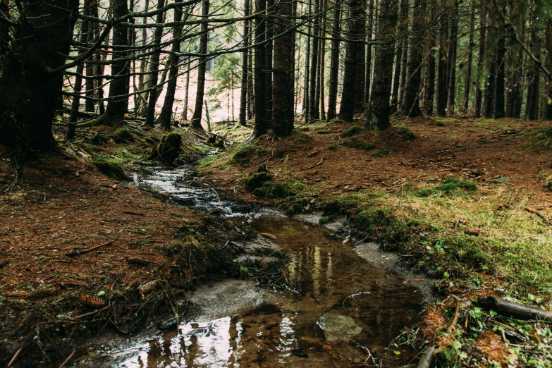 the water flows in between the tall trees