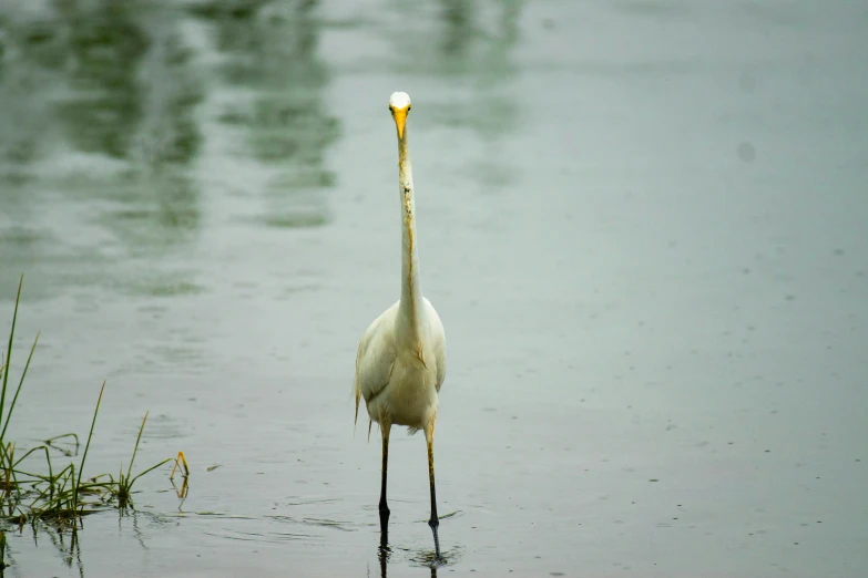 a lone crane standing in the shallow water