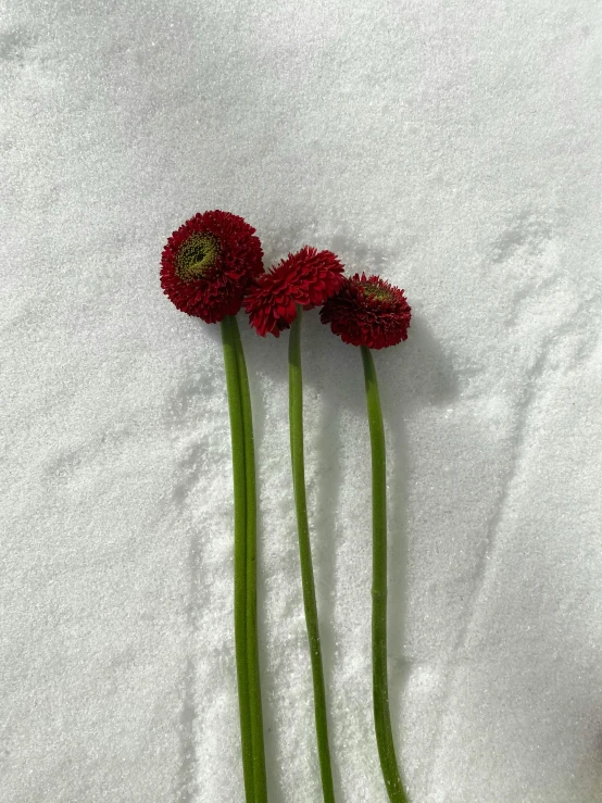 three flowers on a white cloth near one another