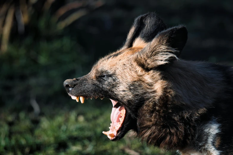 a wild dog yawns with it's teeth wide open