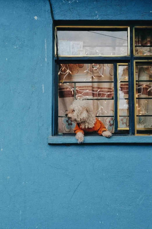 an animal sitting by the window of a blue house