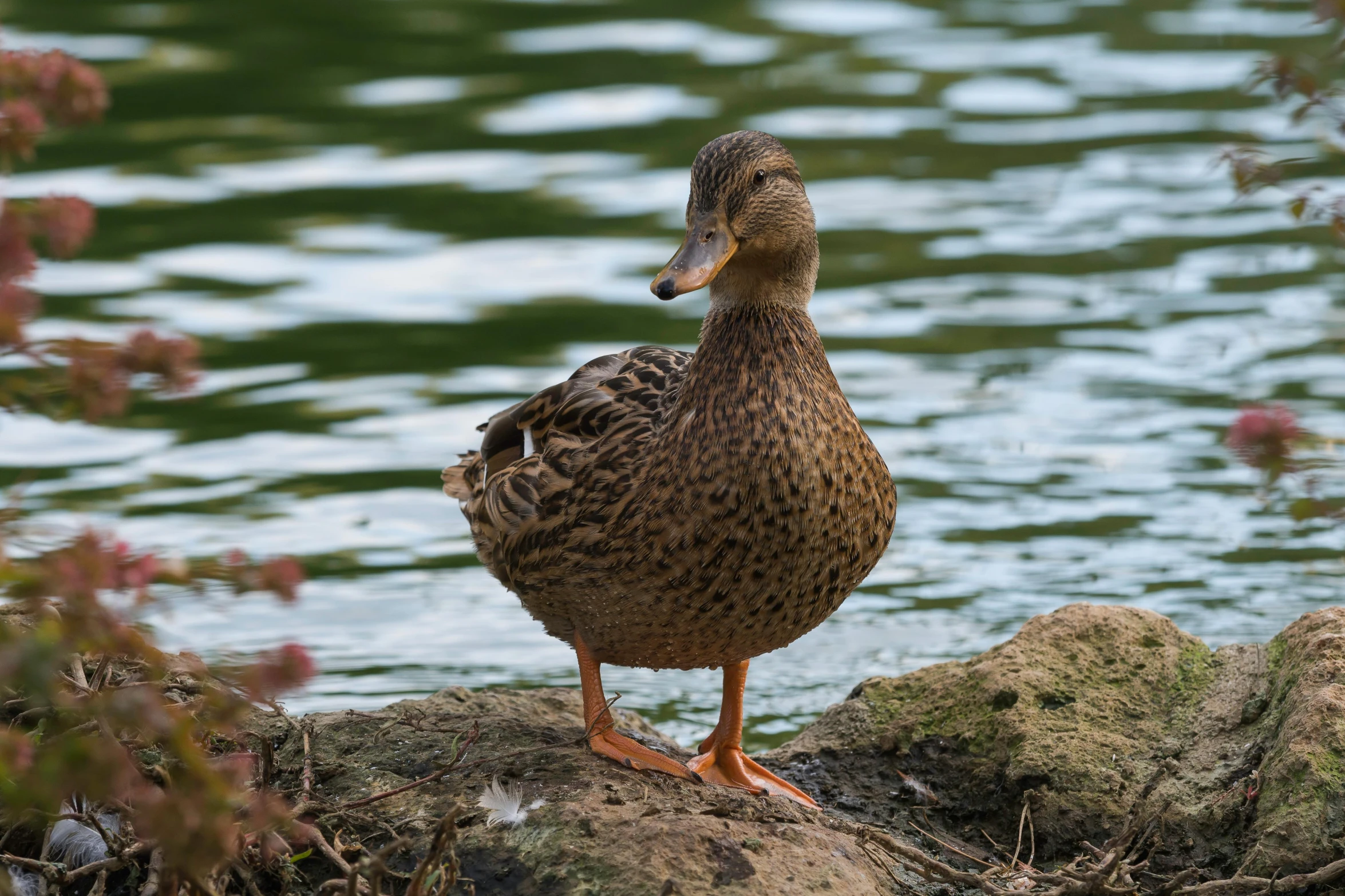 a duck stands on a rock in front of the water