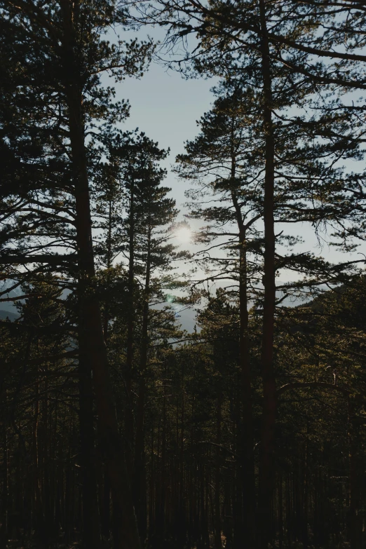 some trees in the foreground with a few clouds