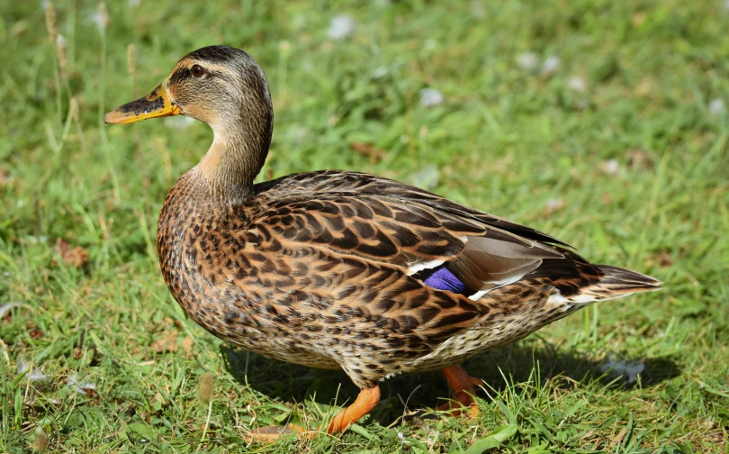 the duck is standing on grass and has a tag in it's ear
