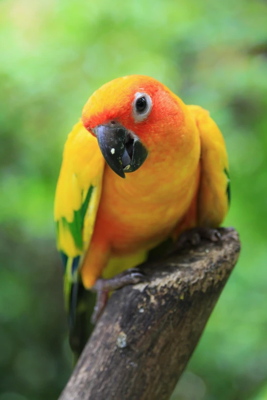 a yellow bird with black eyes standing on a nch