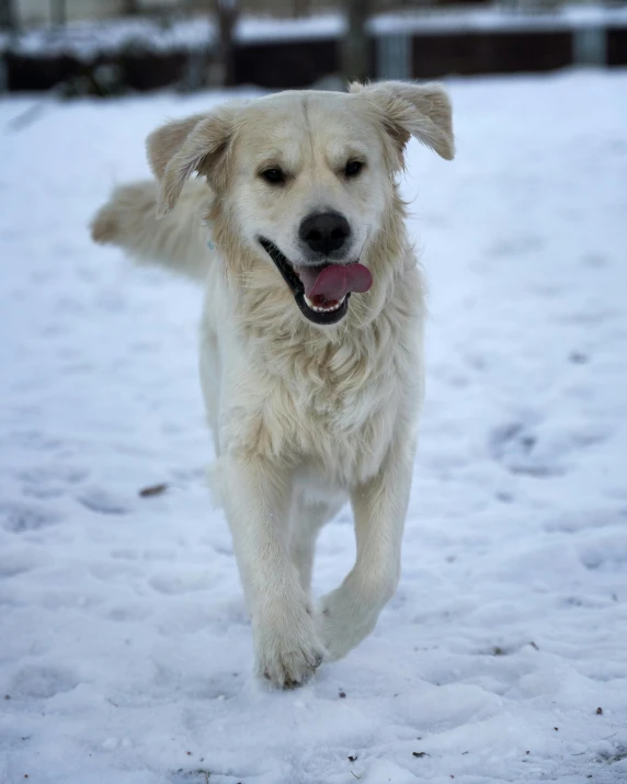 a dog running through the snow and panting