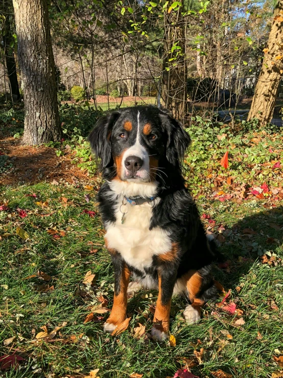 a dog sitting in the grass near some trees