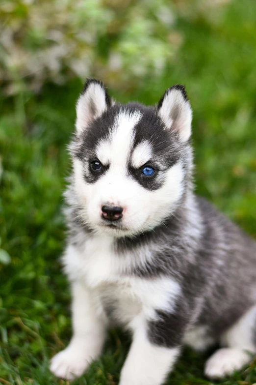 a small grey and white puppy sitting on a lush green grass field