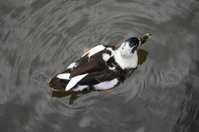 a duck is swimming in the water by itself