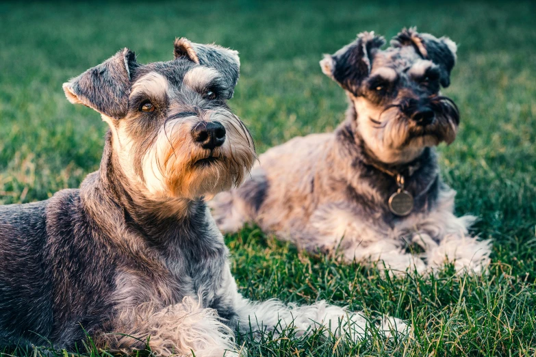 two gy dogs laying on the grass in a field