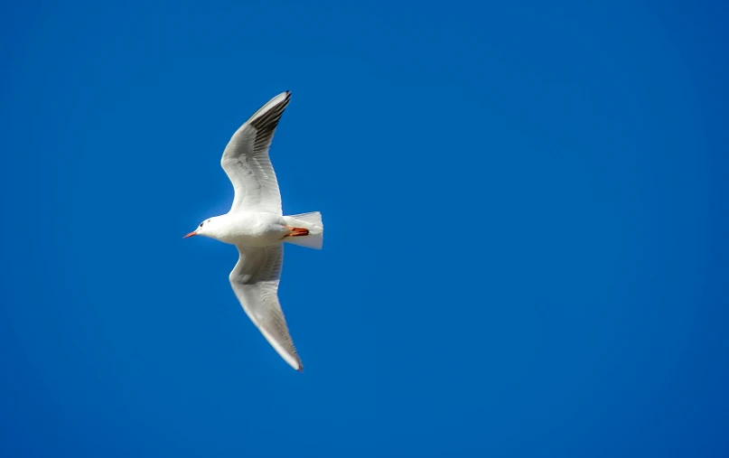 a seagull flying in the air with its wings extended