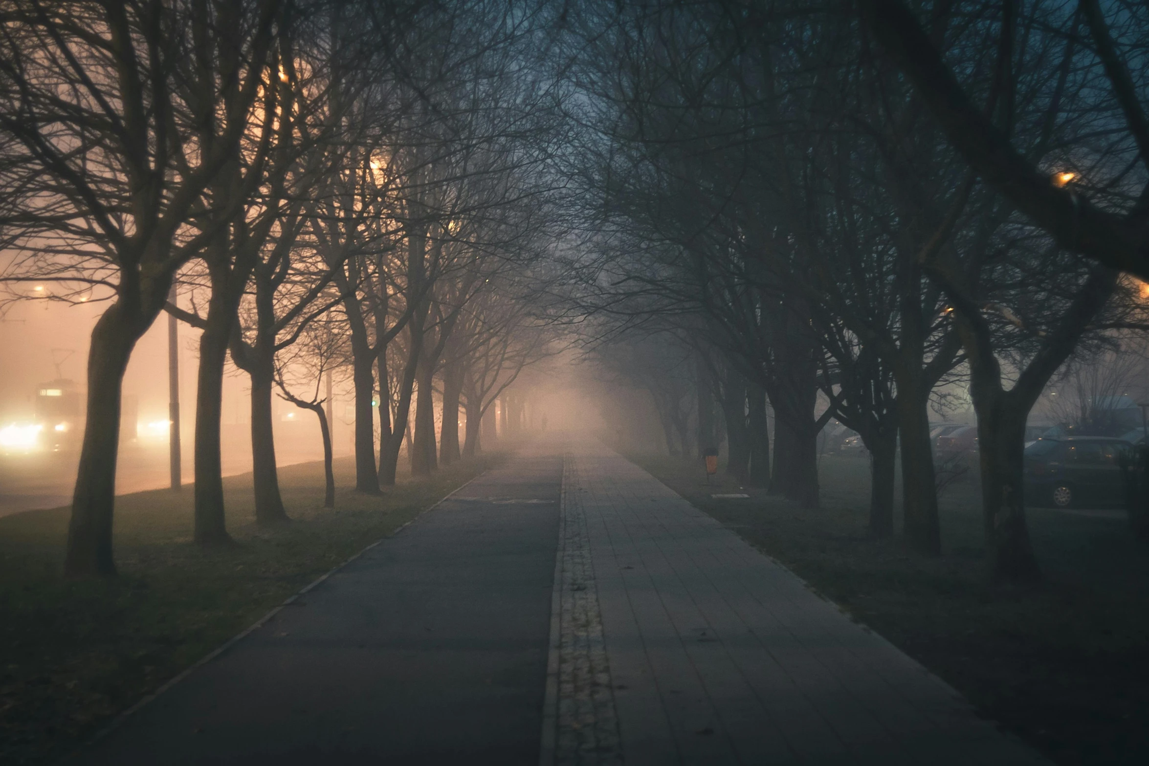 trees lining the pathway in the foggy night