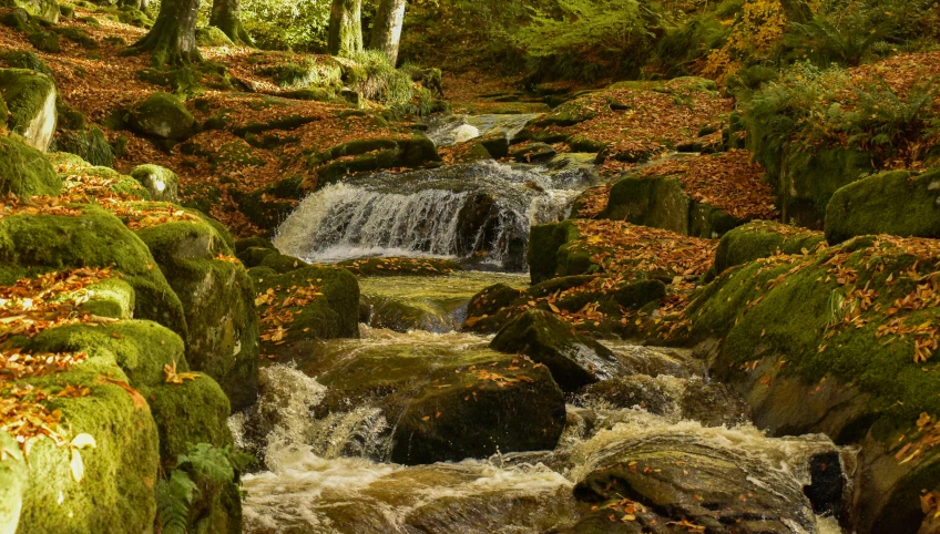 a very pretty stream in the middle of a wooded area