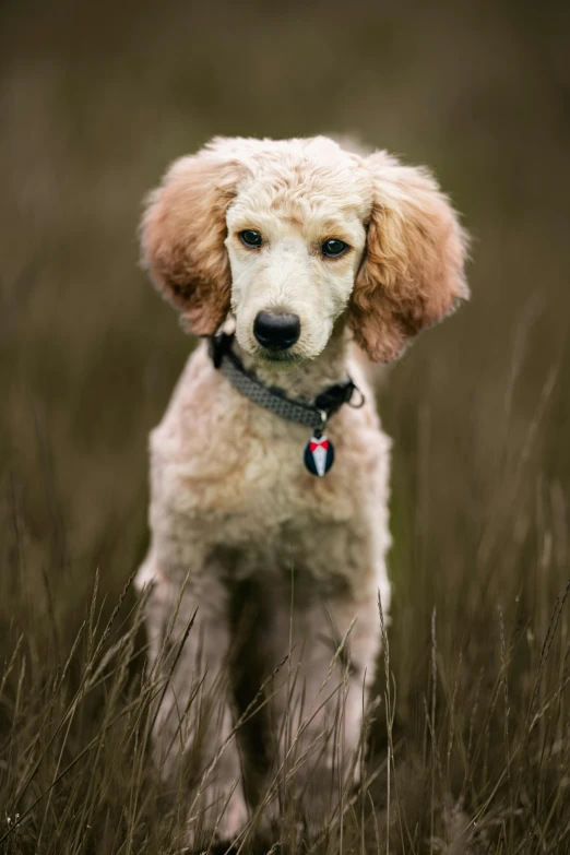 a poodle dog in the grass, looking straight at the camera