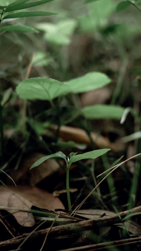 a single green leaf on a patch of dirt