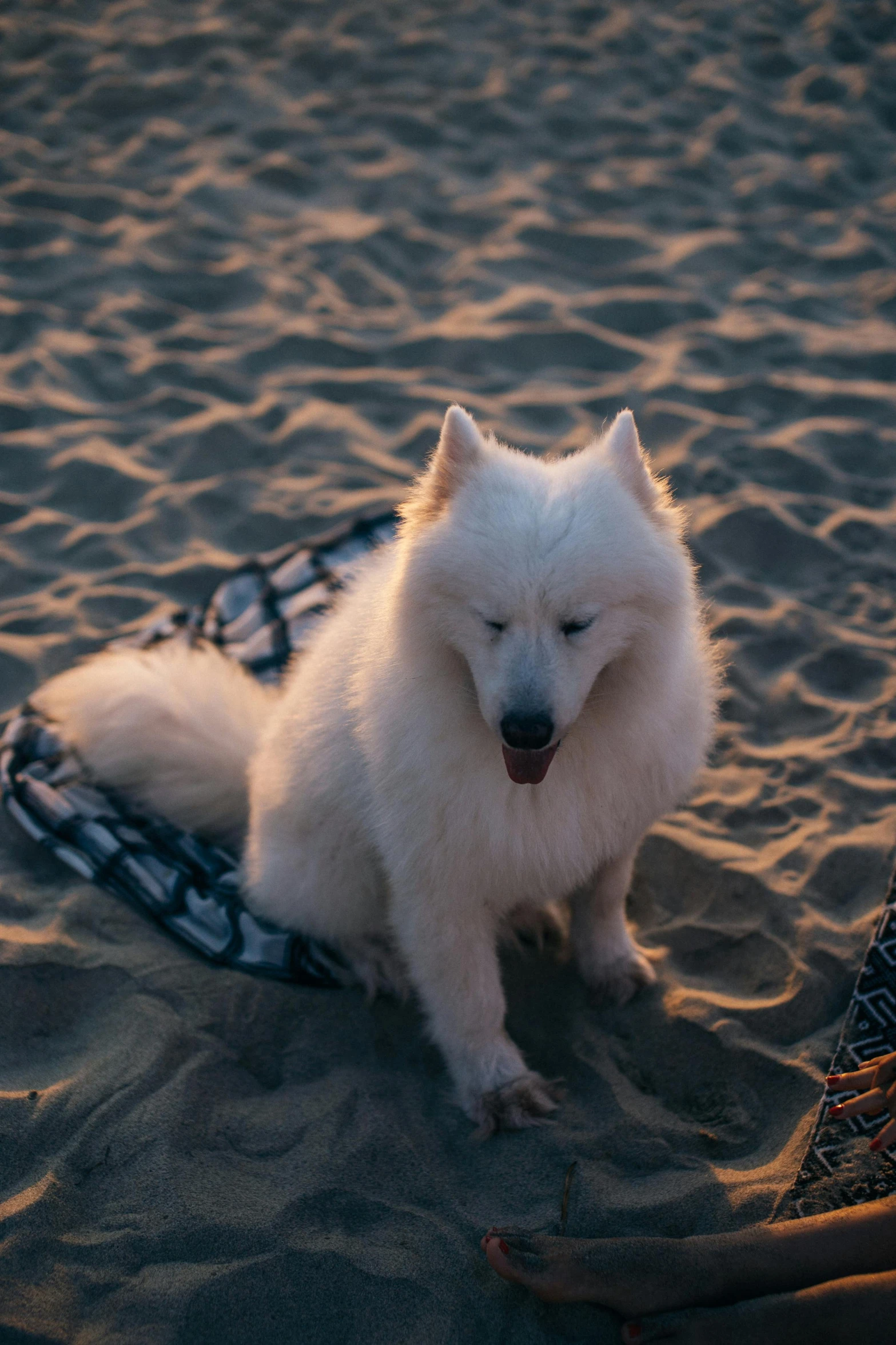 the small white dog is on top of the small sled