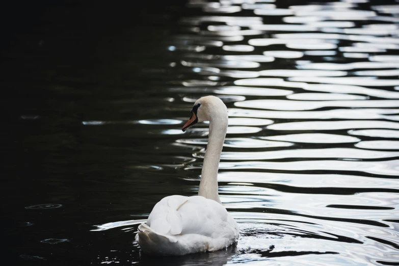 a white swan swimming on top of the water