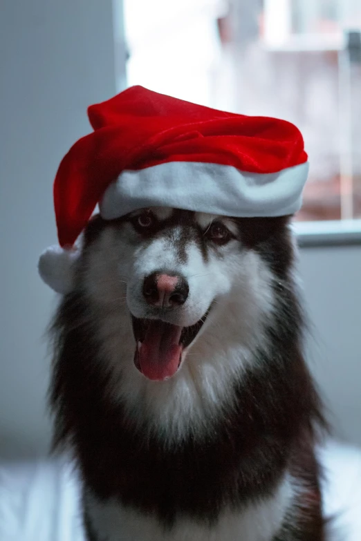 a dog with its mouth open is wearing a hat