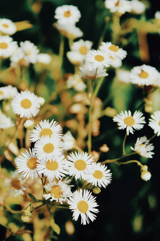 a field of wild daisies in a green grass area