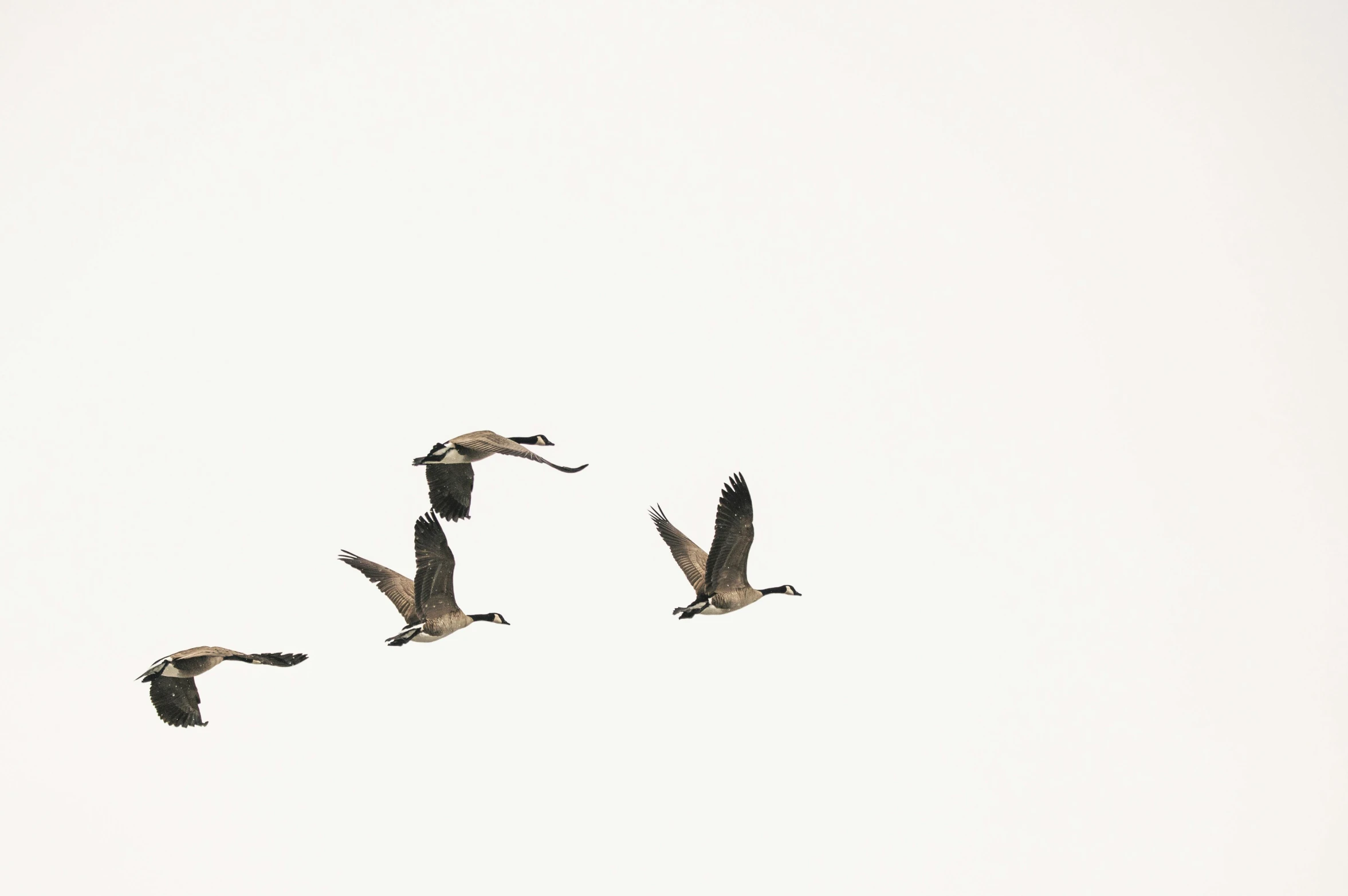 three geese flying in the air together