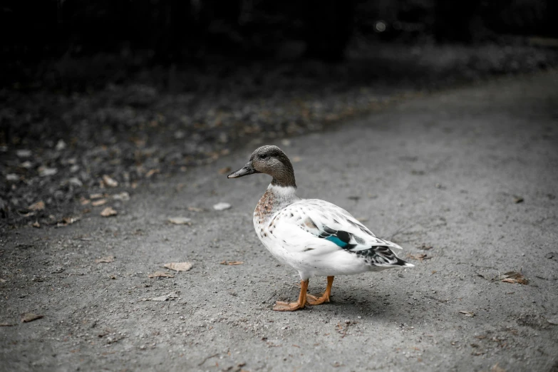 this is a picture of a bird walking down a road