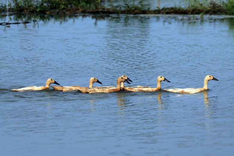 a group of birds that are in the water