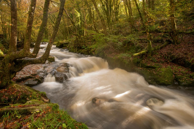 a beautiful river running through a forest filled with trees