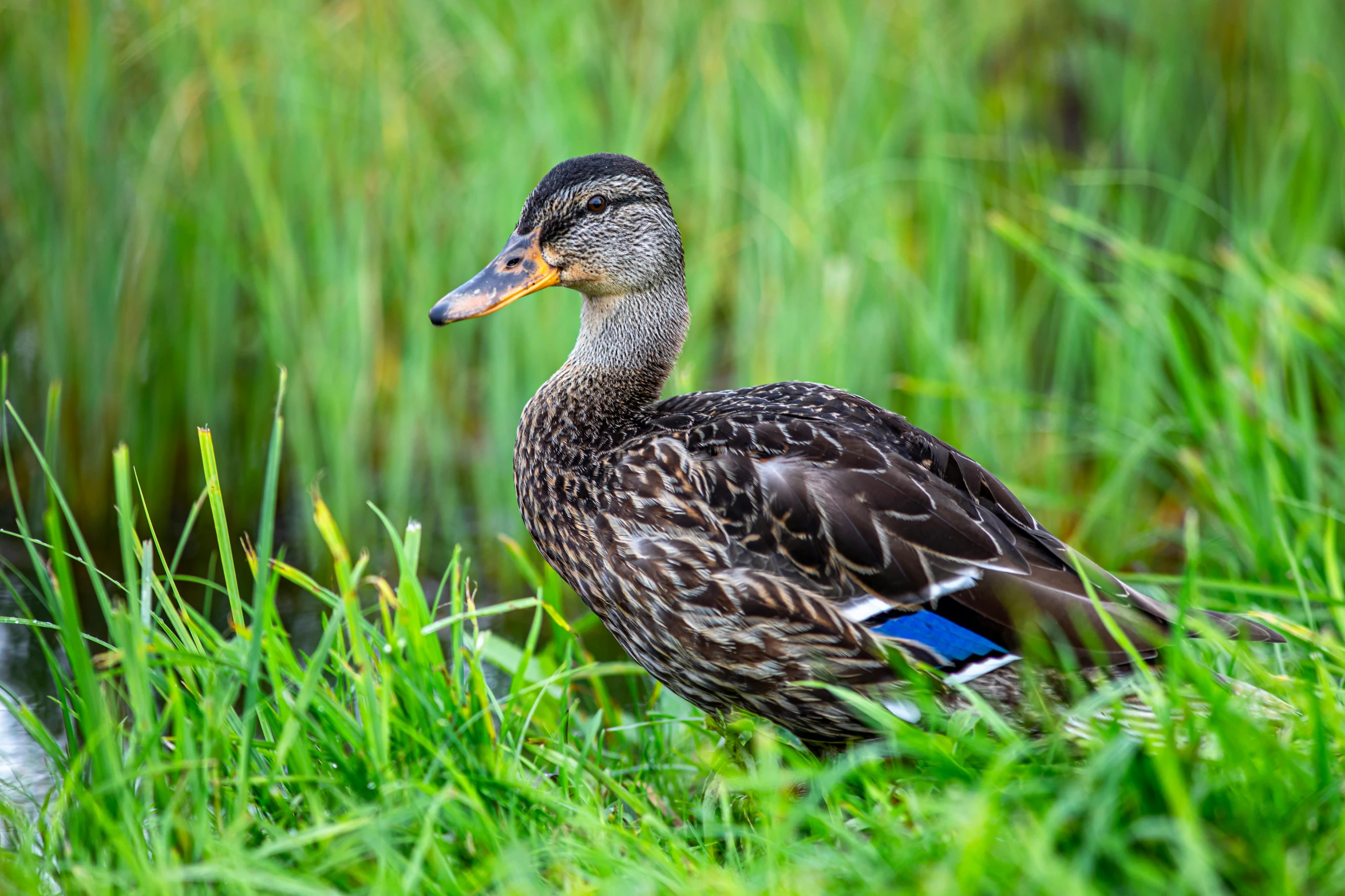 a duck in a grassy area with its head resting on soing