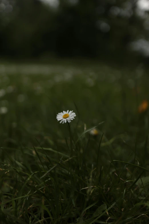 a close up of a single daisy flower in a field
