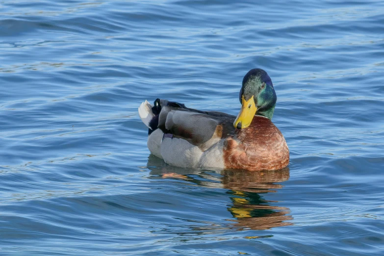 a duck with yellow bill floating in a lake