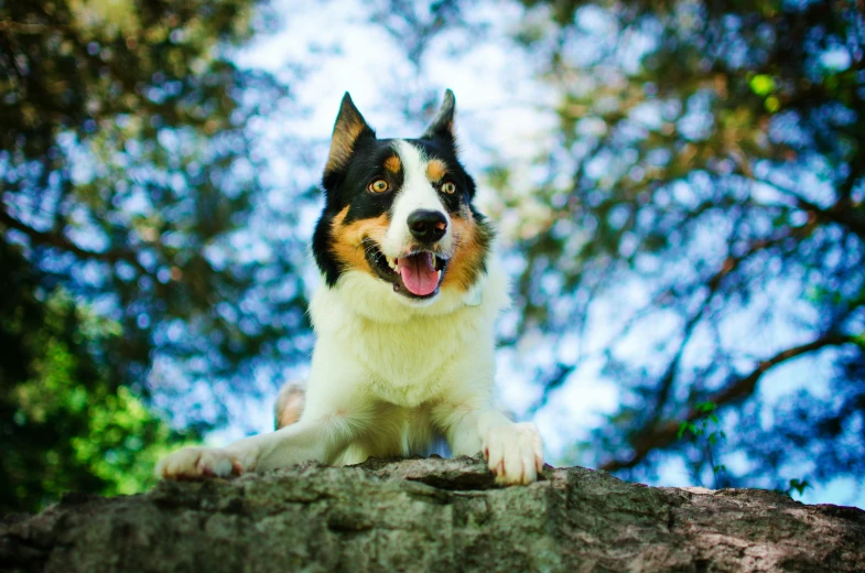 a black and white dog stands on a rock near trees