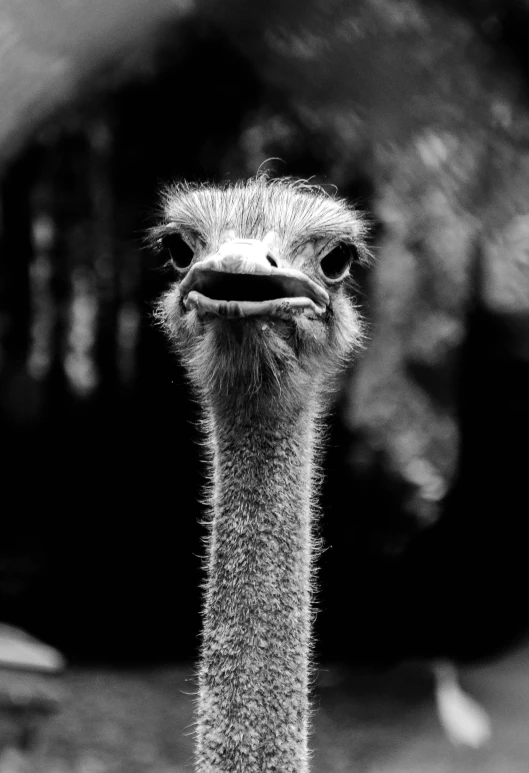 an ostrich is looking into the camera