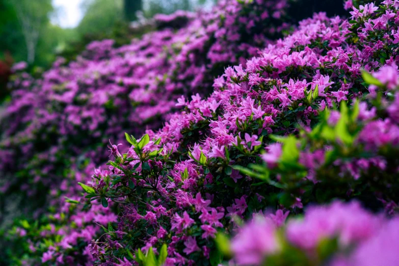 a bush of pretty purple flowers sitting next to a lush green hillside