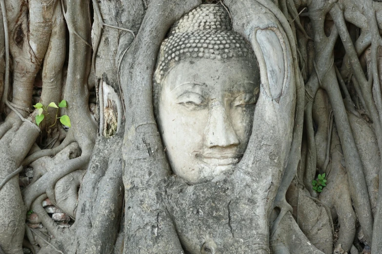 buddha face carved into tree roots as backdrop