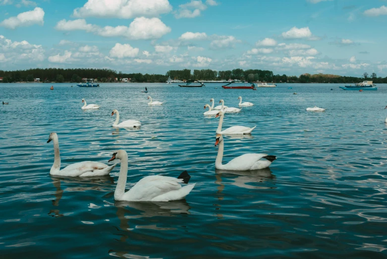 several swans floating on a lake with some boats in the background