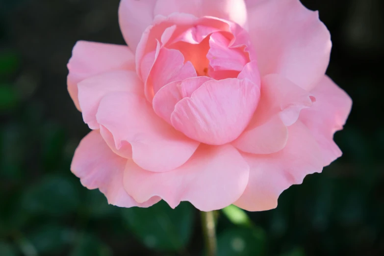 a close up of a pink flower on a stem