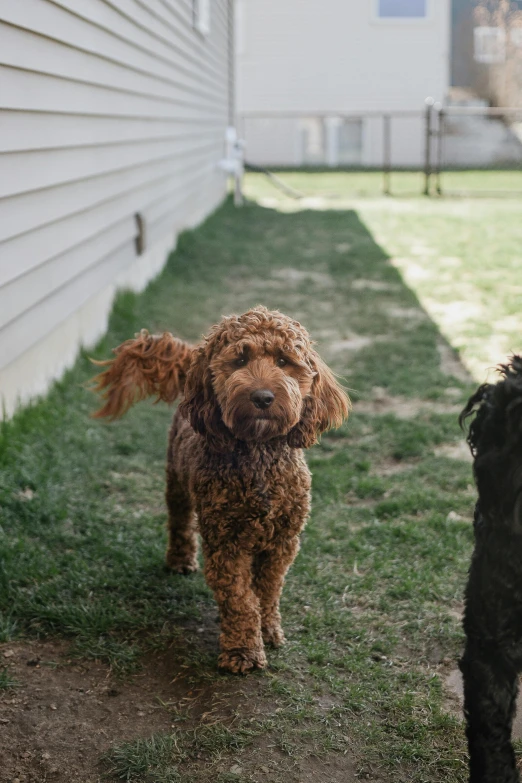 two dogs in the back yard of a house