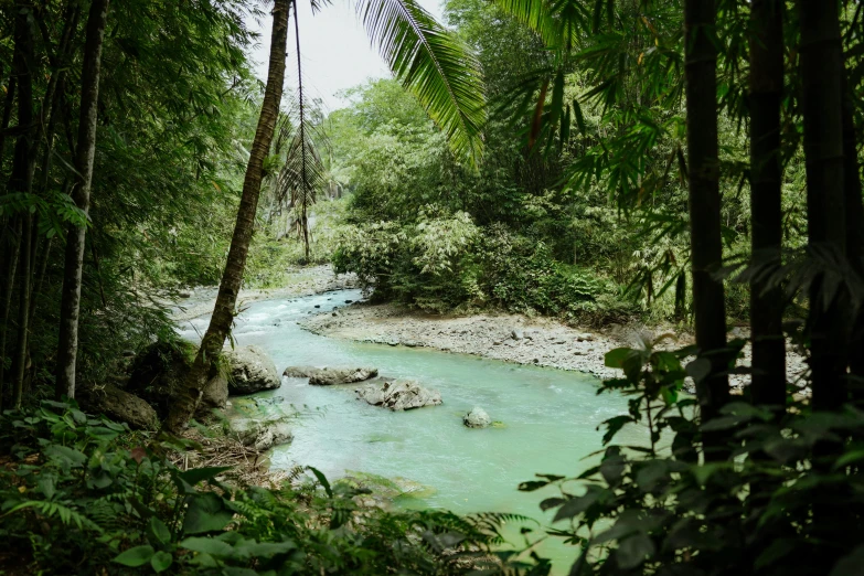 a stream running through the jungle with lush green trees