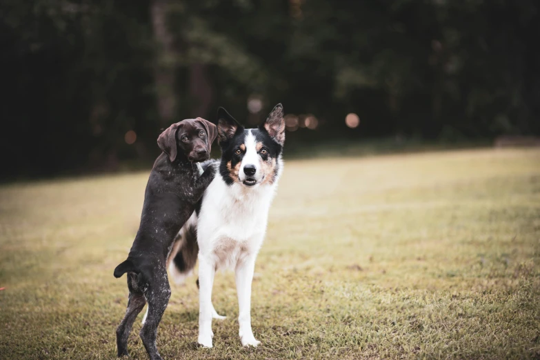 two dogs in the grass playing with each other