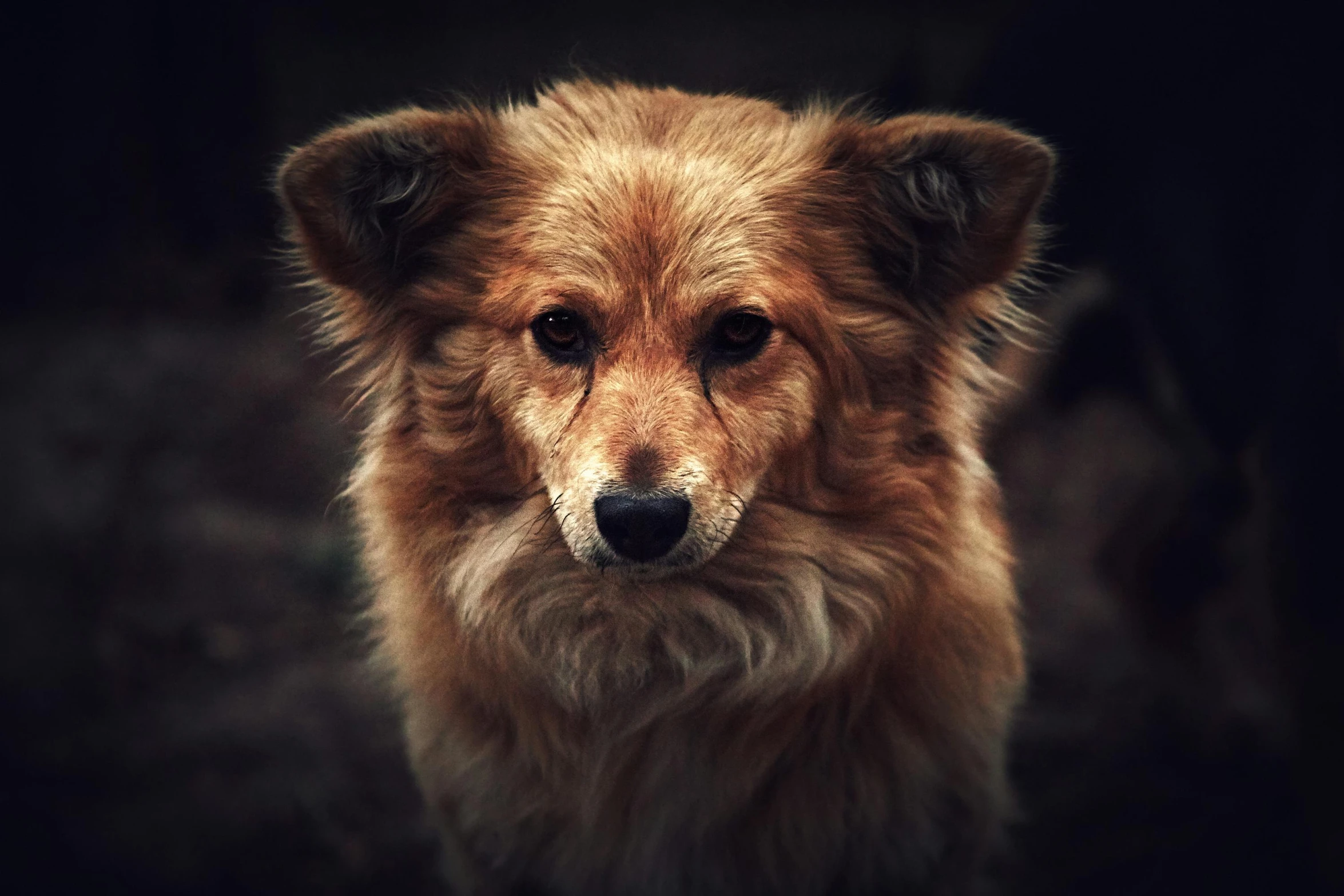 the large brown dog is looking straight ahead