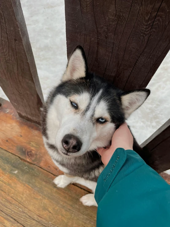 a dog with his head stuck in the top of a fence