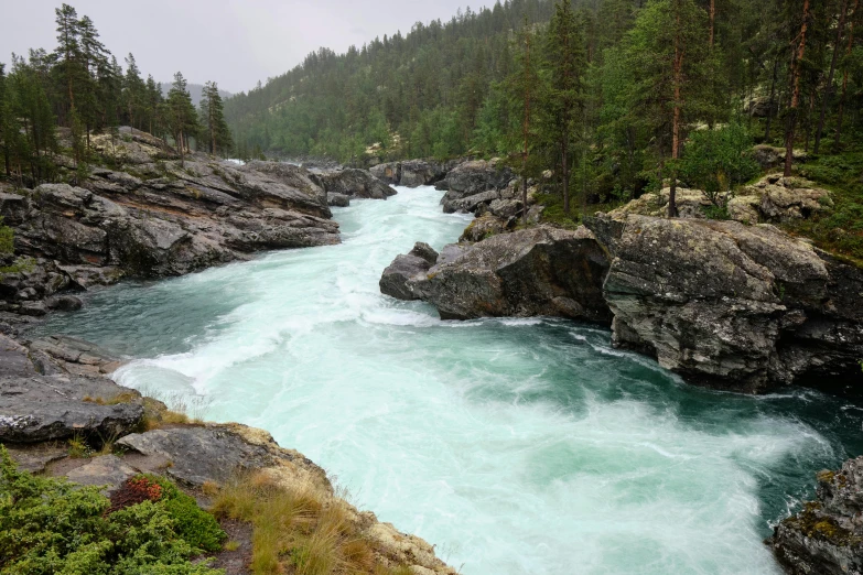 a river flowing through a forest filled with rocks